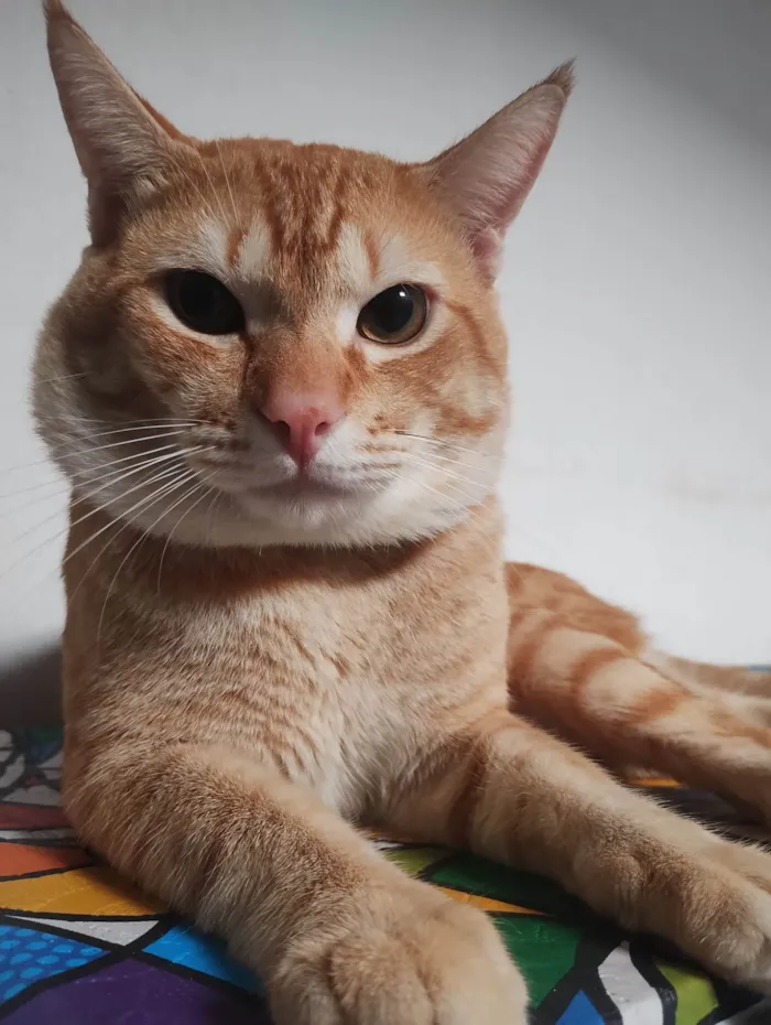 Gato ra a SRD-ViraLata idade 1 ano nome Caramelo