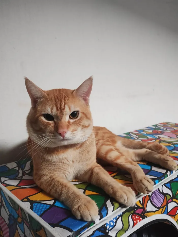 Gato ra a SRD-ViraLata idade 1 ano nome Caramelo