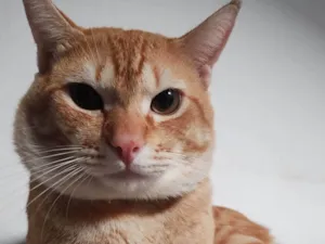 Gato raça SRD-ViraLata idade 1 ano nome Caramelo