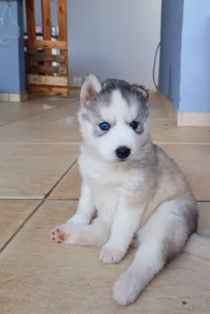 Cachorro raça Husky Siberiano idade 7 a 11 meses nome Zuba
