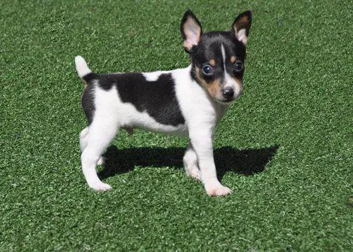 Cachorro ra a Fox Terrier idade 7 a 11 meses nome Lupas