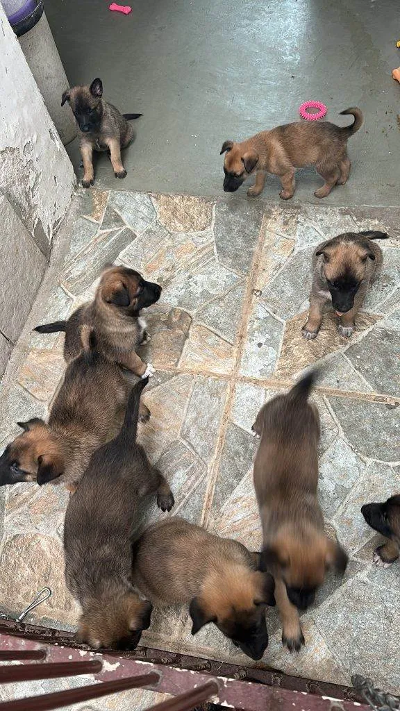 Cachorro ra a Pastor Alemão idade Abaixo de 2 meses nome Falar com Kamila - Whats 11 95960-4084