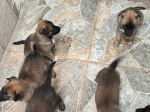 Cachorro raça Pastor Alemão idade Abaixo de 2 meses nome Falar com Kamila - Whats 11 95960-4084