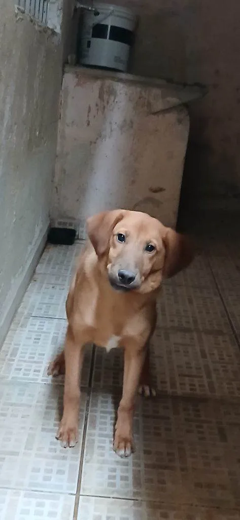 Cachorro ra a SRD-ViraLata idade 2 a 6 meses nome Falar com Maria - Whats 11 95280-5135
