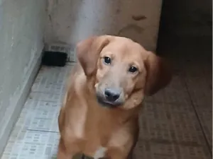 Cachorro raça SRD-ViraLata idade 2 a 6 meses nome Falar com Maria - Whats 11 95280-5135