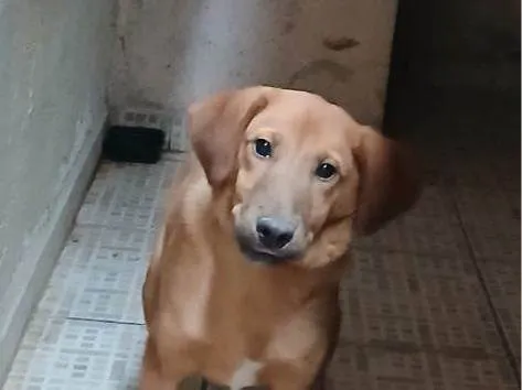 Cachorro ra a SRD-ViraLata idade 2 a 6 meses nome Falar com Maria - Whats 11 95280-5135