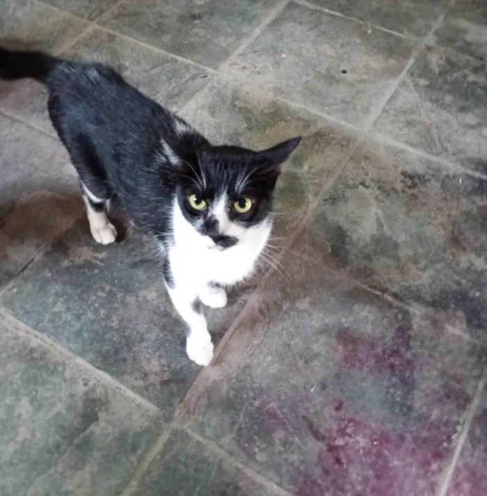 Gato ra a SRD-ViraLata idade 2 a 6 meses nome Falar com Tatiane - Whats 11 96079-7513