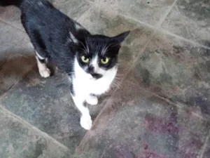 Gato raça SRD-ViraLata idade 2 a 6 meses nome Falar com Tatiane - Whats 11 96079-7513