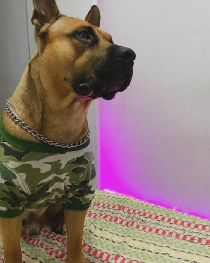 Cachorro ra a Pit-Bull idade 2 a 6 meses nome Falar com Anderson - Whats 15 99811-7812