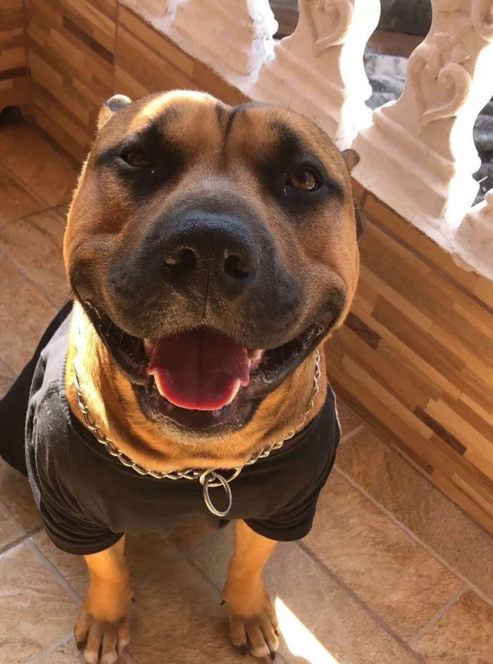 Cachorro ra a Pit-Bull idade 2 a 6 meses nome Falar com Anderson - Whats 15 99811-7812