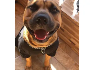 Cachorro raça Pit-Bull idade 2 a 6 meses nome Falar com Anderson - Whats 15 99811-7812