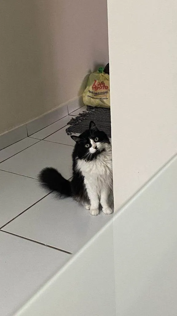 Gato ra a SRD-ViraLata idade 2 a 6 meses nome Falar com Giovana - Whats 11 96296-3218