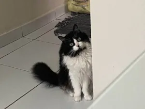 Gato raça SRD-ViraLata idade 2 a 6 meses nome Falar com Giovana - Whats 11 96296-3218