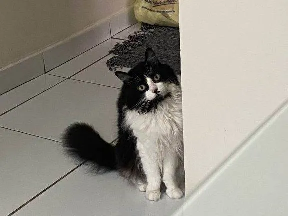 Gato ra a SRD-ViraLata idade 2 a 6 meses nome Falar com Giovana - Whats 11 96296-3218