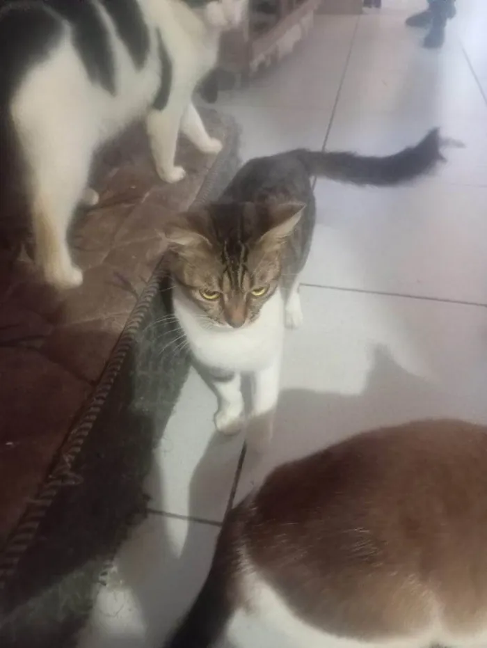 Gato ra a SRD-ViraLata idade 2 a 6 meses nome Falar com Daniel - Whats 11 94820-9462