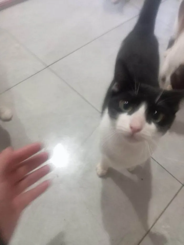 Gato ra a SRD-ViraLata idade 2 a 6 meses nome Falar com Daniel - Whats 11 94820-9462