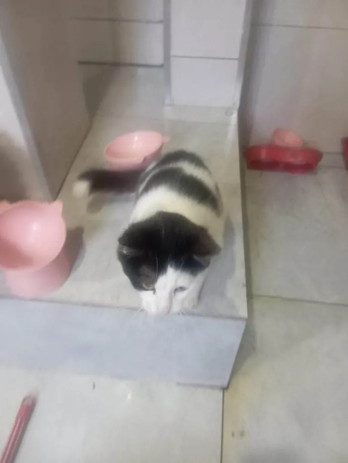 Gato ra a SRD-ViraLata idade 2 a 6 meses nome Falar com Daniel - Whats 11 94820-9462