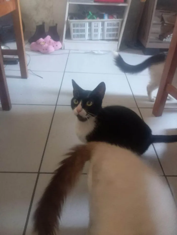 Gato ra a SRD-ViraLata idade 2 a 6 meses nome Falar com Daniel - Whats 11 94820-9462