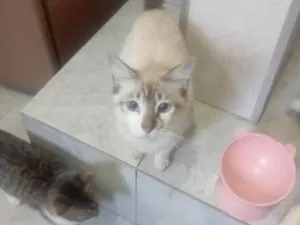 Gato raça SRD-ViraLata idade 2 a 6 meses nome Falar com Daniel - Whats 11 94820-9462