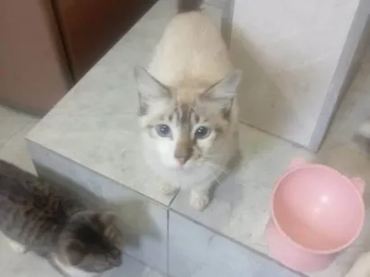 Gato raça SRD-ViraLata idade 2 a 6 meses nome Falar com Daniel - Whats 11 94820-9462