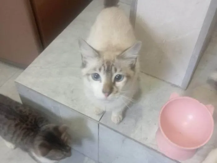 Gato ra a SRD-ViraLata idade 2 a 6 meses nome Falar com Daniel - Whats 11 94820-9462