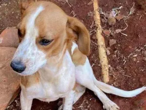 Cachorro raça SRD-ViraLata idade 2 a 6 meses nome Pingo