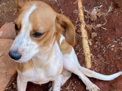 Cachorro raça SRD-ViraLata idade 2 a 6 meses nome Pingo