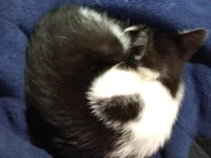 Gato raça SRD-ViraLata idade Abaixo de 2 meses nome Leopoldina ( nome da gata por enquanto ) 