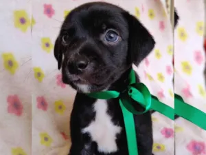 Cachorro raça SRD-ViraLata idade Abaixo de 2 meses nome Pretinho