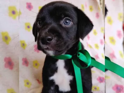 Cachorro raça SRD-ViraLata idade Abaixo de 2 meses nome Pretinho