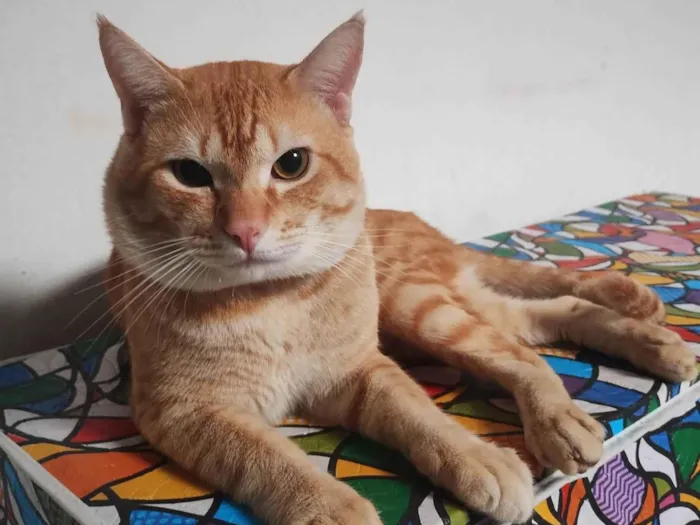 Gato ra a SRD-ViraLata idade 1 ano nome Caramelo