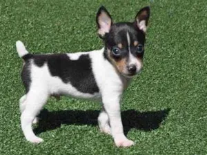 Cachorro raça Fox Terrier idade 7 a 11 meses nome Lupas