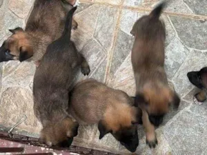 Cachorro raça Pastor Alemão idade Abaixo de 2 meses nome Falar com Kamila - Whats 11 95960-4084