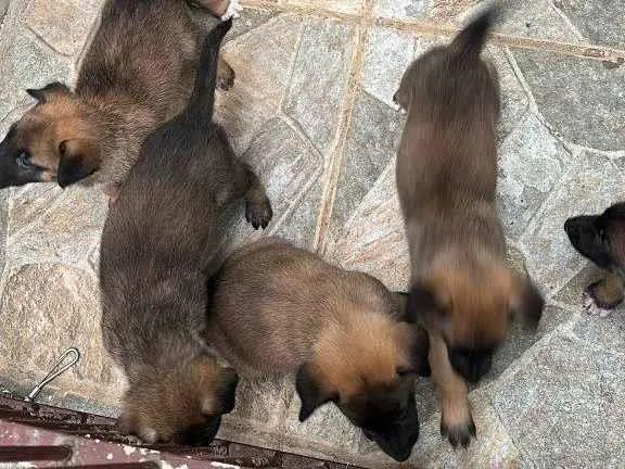 Cachorro ra a Pastor Alemão idade Abaixo de 2 meses nome Falar com Kamila - Whats 11 95960-4084