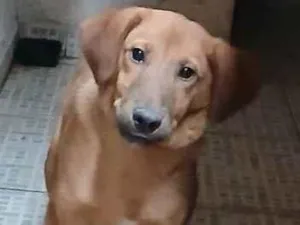 Cachorro raça SRD-ViraLata idade 2 a 6 meses nome Falar com Maria - Whats 11 95280-5135