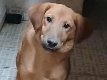 Cachorro ra a SRD-ViraLata idade 2 a 6 meses nome Falar com Maria - Whats 11 95280-5135