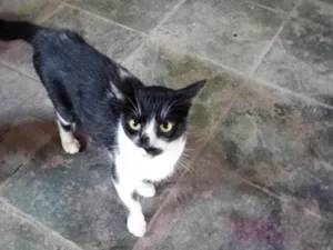 Gato raça SRD-ViraLata idade 2 a 6 meses nome Falar com Tatiane - Whats 11 96079-7513