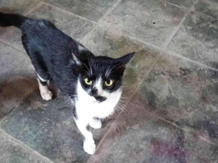 Gato ra a SRD-ViraLata idade 2 a 6 meses nome Falar com Tatiane - Whats 11 96079-7513
