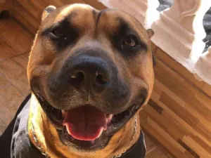 Cachorro raça Pit-Bull idade 2 a 6 meses nome Falar com Anderson - Whats 15 99811-7812