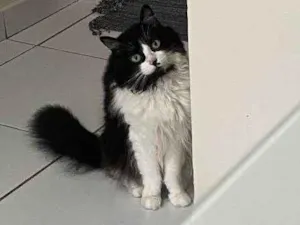 Gato raça SRD-ViraLata idade 2 a 6 meses nome Falar com Giovana - Whats 11 96296-3218