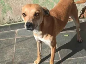 Cachorro raça SRD-ViraLata idade 7 a 11 meses nome Falar com Ariel - Whats 11 94043-2459