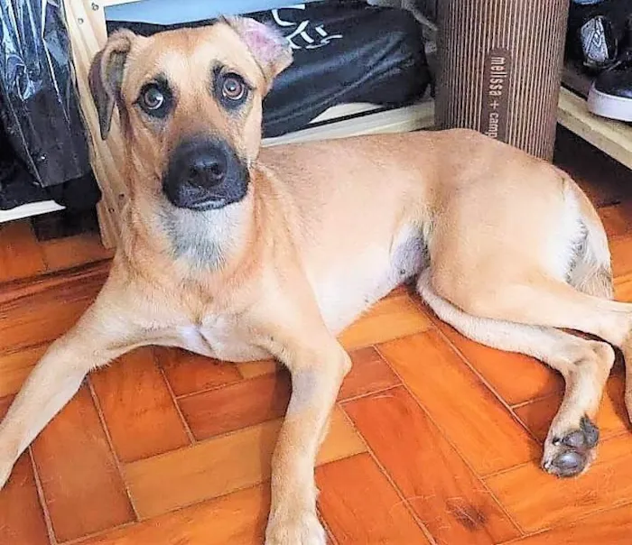 Cachorro ra a SRD-ViraLata idade 1 ano nome Atenas