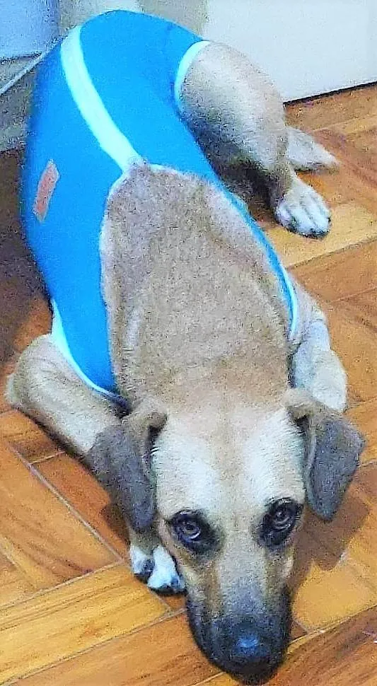 Cachorro ra a SRD-ViraLata idade 1 ano nome Atenas