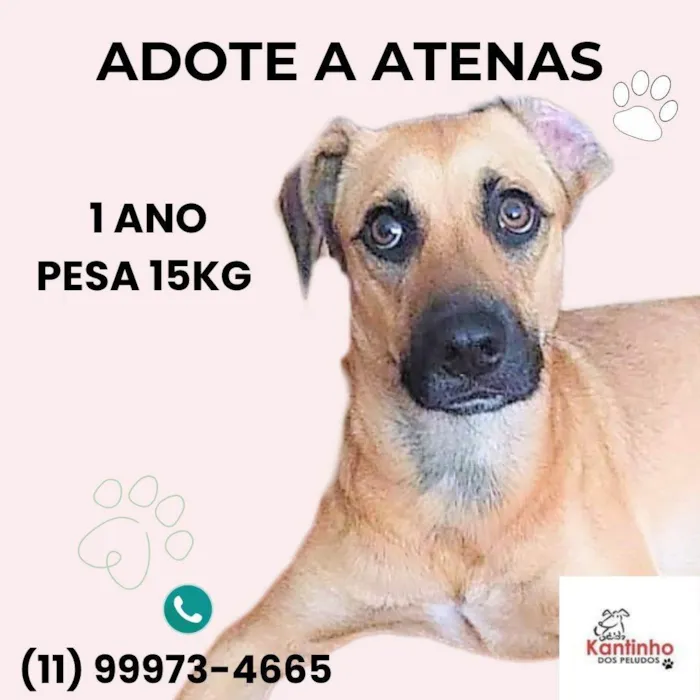 Cachorro ra a SRD-ViraLata idade 1 ano nome Atenas