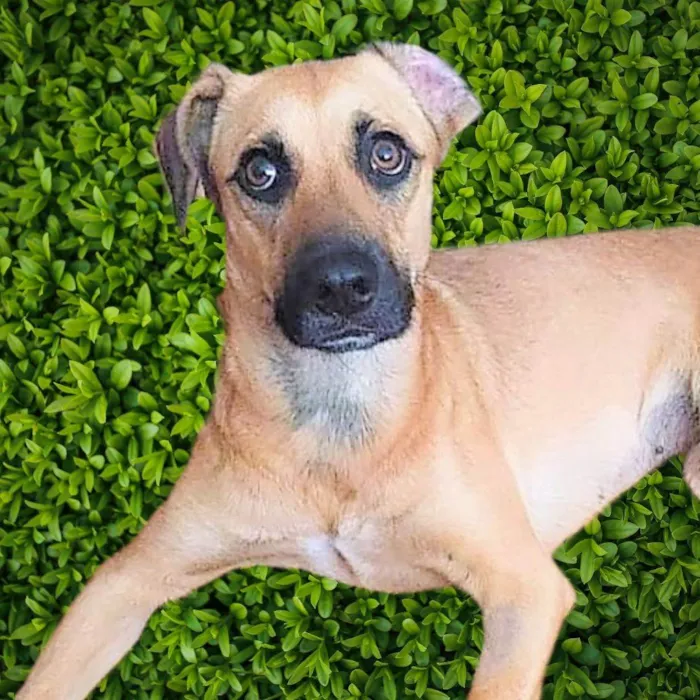 Cachorro ra a SRD-ViraLata idade 1 ano nome Atenas