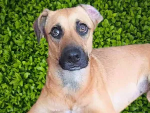 Cachorro raça SRD-ViraLata idade 1 ano nome Atenas