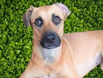 Cachorro raça SRD-ViraLata idade 1 ano nome Atenas