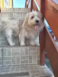 Floquinho