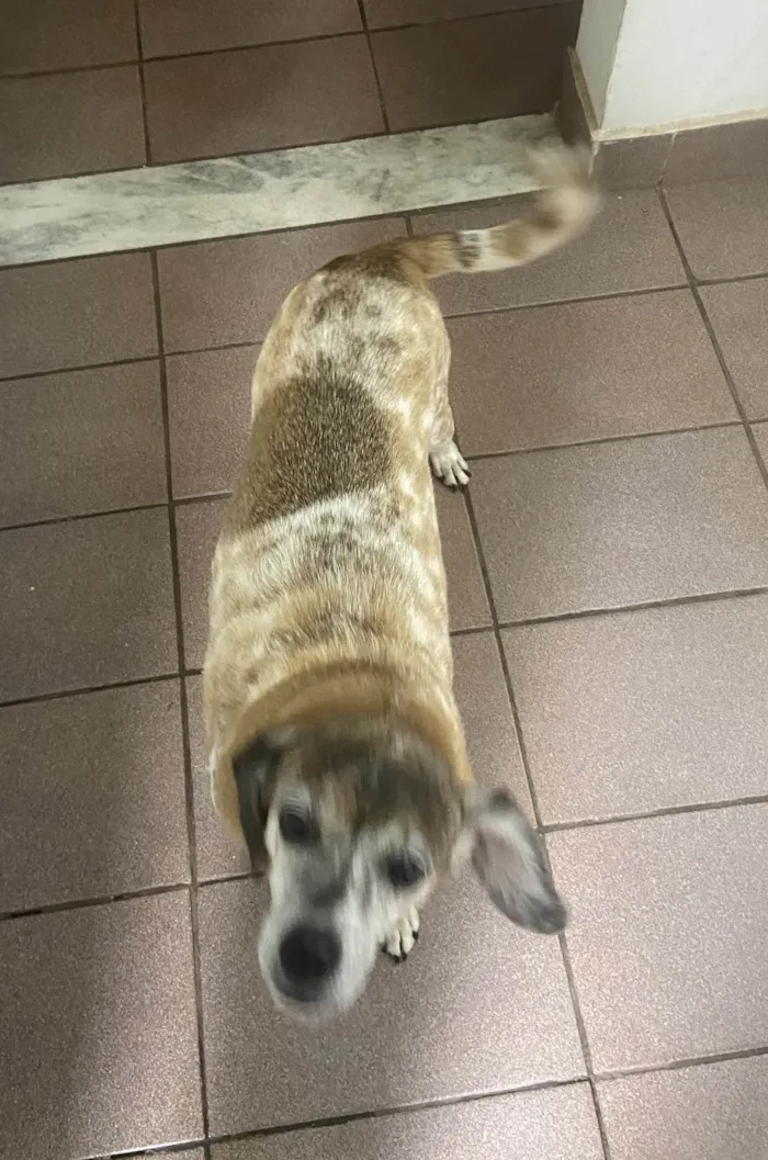 Cachorro ra a SRD-ViraLata idade 6 ou mais anos nome Pituca