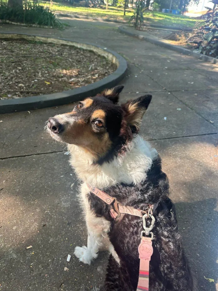 Cachorro ra a SRD-ViraLata idade 4 anos nome Lola